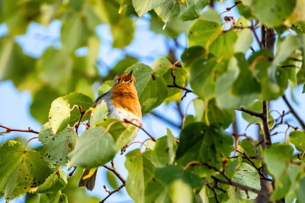Beleef de wintervoorstelling met Europese roodborstjes