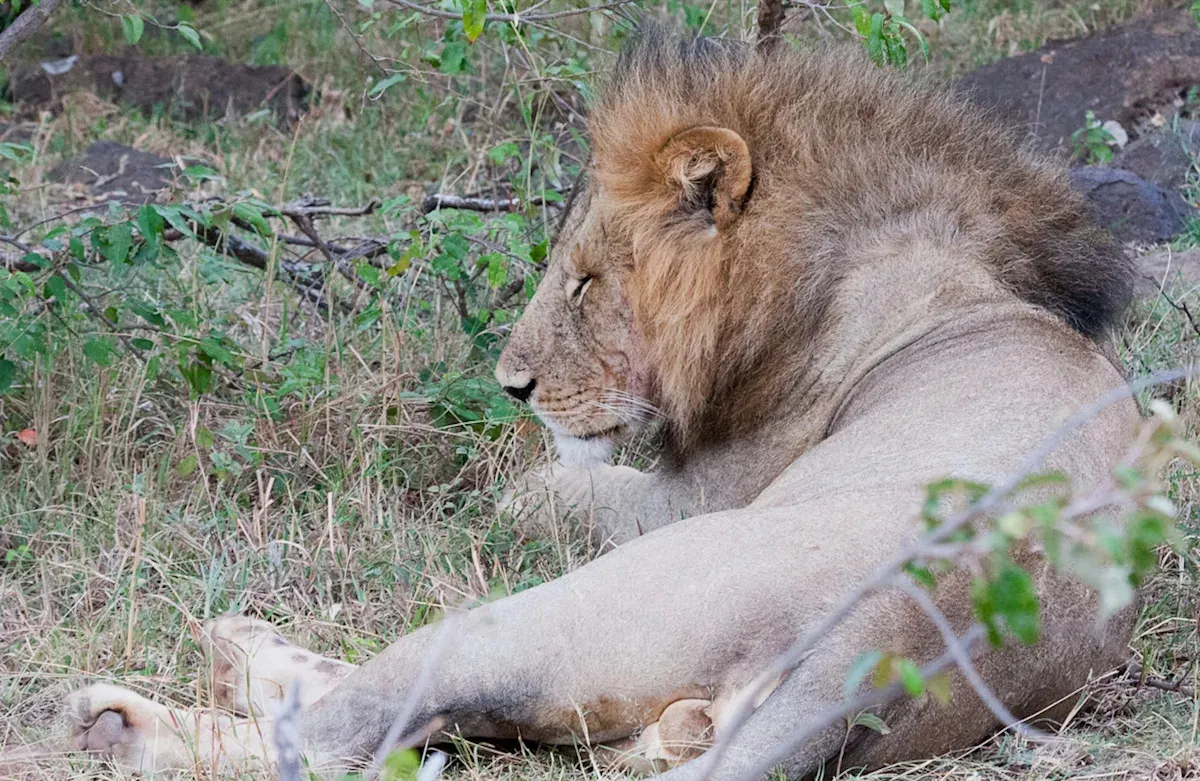 Onvoorspelbare gevolgen van invasieve soorten: het verhaal van grote‑kopmieren in Kenia