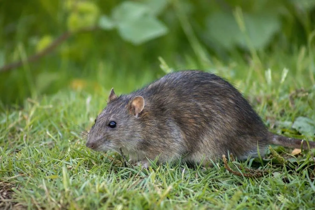 Zo pak je ongenode gasten op zolder aan