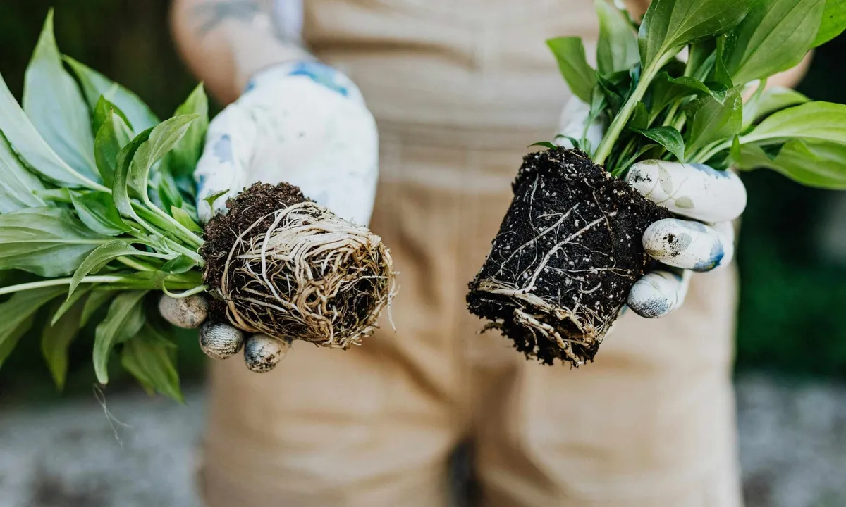 Banenschillen: een duurzame toekomst voor landbouwmeststoffen?